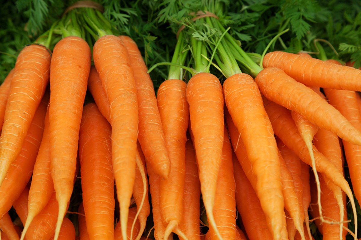 Words To Describe A Carrot