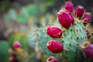 Prickly Pear Extract: Skin Superstar